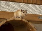 Mannetje gerbil (spoed weg vanwege geen maatje meer), Dieren en Toebehoren, Mannelijk, December, Overige typen, Tam