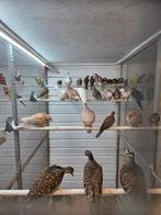 Tropische duiven, Meerdere dieren, Overige soorten