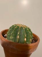 Mooie Bol Cactus, Huis en Inrichting, Kamerplanten, Cactus, Ophalen of Verzenden