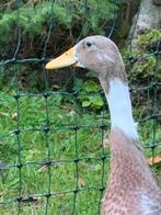 Loopeend zoekt nieuw thuis, Dieren en Toebehoren, Vogels | Overige Vogels, Tam