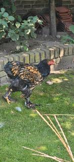 Brahma (Haan) zwart/goud gezoomd., Dieren en Toebehoren, Pluimvee, Mannelijk, Kip