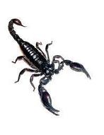 Gezocht: Heterometrus schorpioen, Spin of Schorpioen