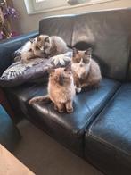 Ragdoll kittens te koop, Dieren en Toebehoren, Katten en Kittens | Raskatten | Korthaar, Gechipt