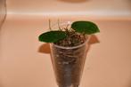 Hoya thompsonii goed gewortelde stekje, Huis en Inrichting, Kamerplanten, Ophalen of Verzenden, Overige soorten, Minder dan 100 cm