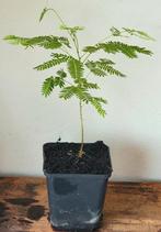 Perzische slaapboom., Ophalen, Zomer, Volle zon, Overige soorten