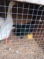 Smaragd eenden 1 koppeltje, Dieren en Toebehoren, Pluimvee, Meerdere dieren, Eend