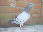 Kleur duif '', Dieren en Toebehoren, Vrouwelijk, Postduif