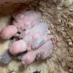 1 Jonge Agapornis, Dieren en Toebehoren, Geslacht onbekend, Dwergpapegaai of Agapornis, Tam