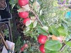 Elstar appelbomen laagstam en halfstam, Minder dan 100 cm, Lente, In pot, Ophalen of Verzenden