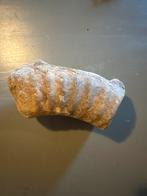 Fossiele Ammoniet, Verzamelen, Mineralen en Fossielen, Ophalen of Verzenden, Fossiel