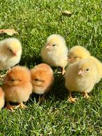 Kuikens legkippen / leghennen, Dieren en Toebehoren, Vrouwelijk, Kip