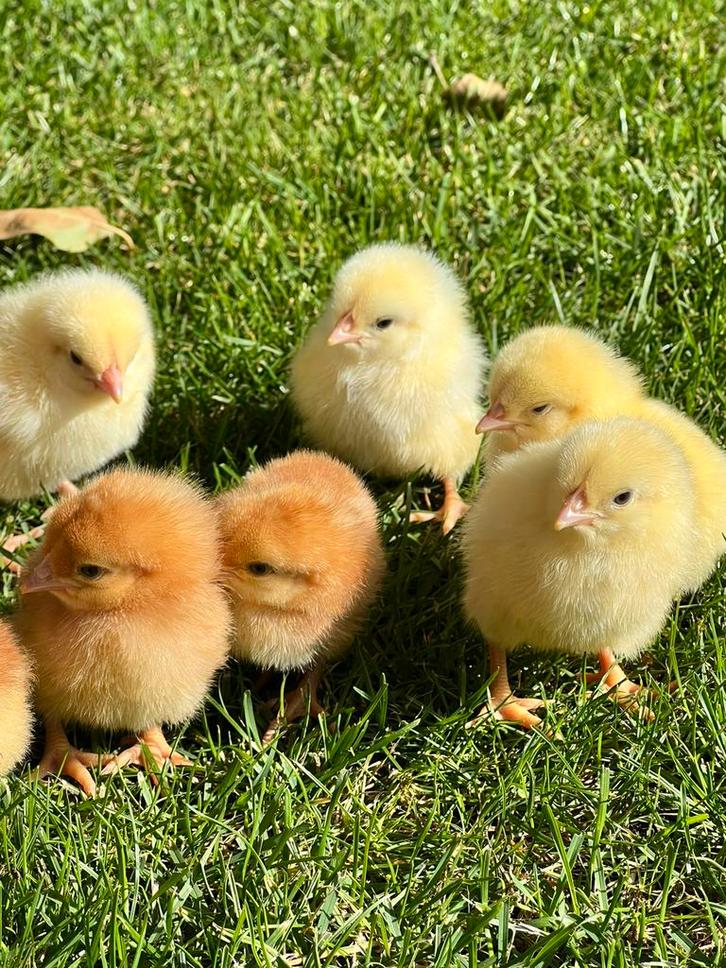 Kuikens legkippen / leghennen, Dieren en Toebehoren, Pluimvee, Kip, Vrouwelijk