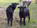 Fleslammeren Drents heideschaap, Dieren en Toebehoren, Schapen, Geiten en Varkens, Mannelijk, Schaap, 0 tot 2 jaar