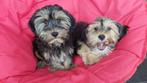 Yorkshire x maltezer pups, Dieren en Toebehoren, Honden | Chihuahua's en Gezelschapshonden, Maltezer, Nederland, CDV (hondenziekte)
