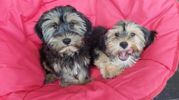 Yorkshire x maltezer pups beschikbaar voor biedingen