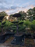 Taxus Bonsai - Prachtige Sierboom, Tuin en Terras, Planten | Bomen, Bloeit niet, Halfschaduw, Overige soorten, Minder dan 100 cm