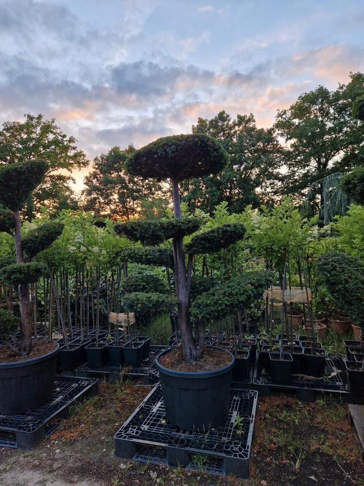Taxus Bonsai - Prachtige Sierboom, Tuin en Terras, Planten | Bomen, Overige soorten, Minder dan 100 cm, Halfschaduw, Bloeit niet