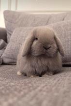 ❤️LIEFDEVOLLE MINILOP KONIJNTJES BINNENKORT, TE KNUFFELEN 🧸, Meerdere dieren, Dwerg, Hangoor, 0 tot 2 jaar