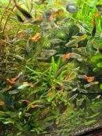 Gratis: supermooie en gezonde guppen - heb er teveel !!, Dieren en Toebehoren, Vis, Zoetwatervis