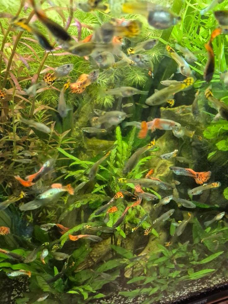 Gratis: supermooie en gezonde guppen - heb er teveel !!, Dieren en Toebehoren, Vissen | Aquariumvissen, Zoetwatervis, Vis