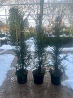 Taxus b. 'Höpken's Gigant' Topstek - Haagplant, Ophalen, Taxus, Minder dan 100 cm