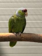 1-0 Finschi Amazone, Dieren en Toebehoren, Mannelijk, Papegaai, Geringd