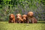Kleine labradoodle pups, minidoodle, Nederland, Overige rassen, 8 tot 15 weken, CDV (hondenziekte)