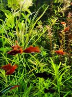 Pogestemon stellatus octopus, sierlijke aquariumplant, Ophalen of Verzenden, Zo goed als nieuw, Plant(en), Steen of Hout
