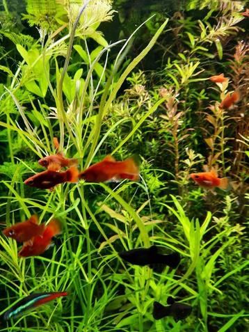 Pogestemon stellatus octopus, sierlijke aquariumplant beschikbaar voor biedingen