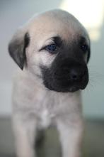 Te koop pups van Anatolische herder (Kangal), Dieren en Toebehoren, Honden | Herdershonden en Veedrijvers, 8 tot 15 weken, Meerdere