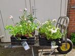 Bloeiende Rosa The Fairy (Trosroos/ struikroos) in pot!, Ophalen, Overige soorten, Minder dan 100 cm