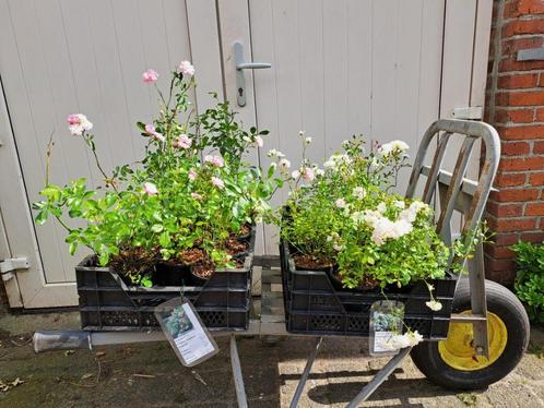 Bloeiende Rosa The Fairy (Trosroos/ struikroos) in pot!, Tuin en Terras, Planten | Struiken en Hagen, Overige soorten, Minder dan 100 cm