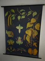 schoolplaat Jung Koch Quentell - 1964 - Weisbirke, Antiek en Kunst, Antiek | Schoolplaten, Ophalen of Verzenden, Natuur en Biologie