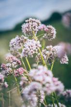 Valeriana officinalis – Echte valeriaan, Bio (nog 5), Overige soorten, Volle zon, Vaste plant, Ophalen of Verzenden