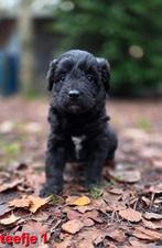 Bordoodle pups, Collie, Meerdere, Meerdere dieren, Nederland