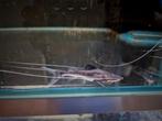 piraiba catfish brachyplatystoma filamentosum, Vis, Zoetwatervis