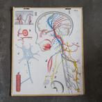 Medische schoolplaat Zenuwstelsel - Dybdahl - 1905, Natuur en Biologie, Ophalen of Verzenden