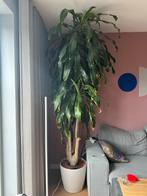 Enorme plant, dracaena fraganse, Ophalen, Overige soorten