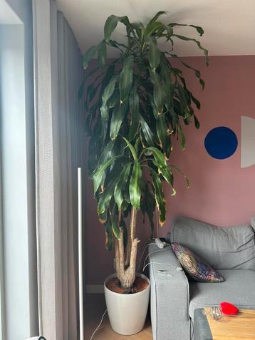 Enorme plant, dracaena fraganse beschikbaar voor biedingen