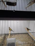 Majoor putters correct geringt, Dieren en Toebehoren, Vogels | Overige Vogels, Mannelijk, Wildzangvogel