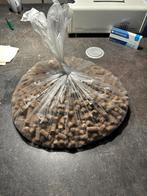 Dikke 2 kg cavom, Dieren en Toebehoren, Ophalen, Hond