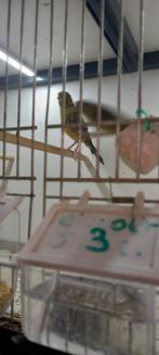 Te koop koppel geel zwart, Dieren en Toebehoren, Vogels | Kanaries, Meerdere dieren