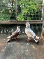 kroppers. jonge kroppers. Teelduiven.  Piepers, Geslacht onbekend, Kropper