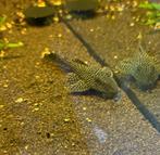 L067 Pseudancistrus Asurini Lot Spot Pleco, Dieren en Toebehoren, Vissen | Aquariumvissen, Vis, Zoetwatervis