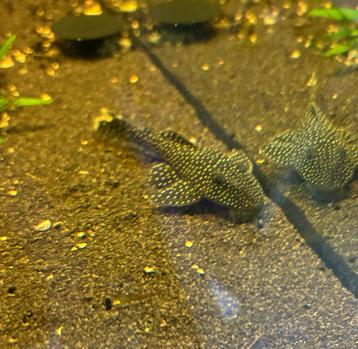 L067 Pseudancistrus Asurini Lot Spot Pleco beschikbaar voor biedingen