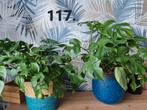 Monstera minima planten, Huis en Inrichting, Kamerplanten, Ophalen of Verzenden