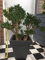 Grote Crassula Hobbits, Ophalen, In pot, Halfschaduw, Minder dan 100 cm