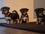 Jack russel pups black en tan, Dieren en Toebehoren, Rabiës (hondsdolheid), Jack Russell Terriër, 8 tot 15 weken, Teef