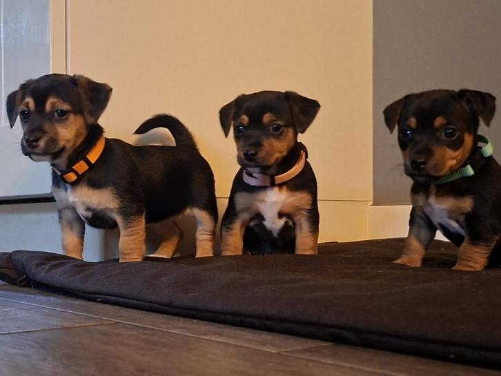 Jack russel pups black en tan, Dieren en Toebehoren, Honden | Jack Russells en Terriërs, Teef, Jack Russell Terriër, Particulier