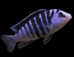 Labidochromis Chisumulae (ca 5 / 7 cm) - Cichlide -Koidream